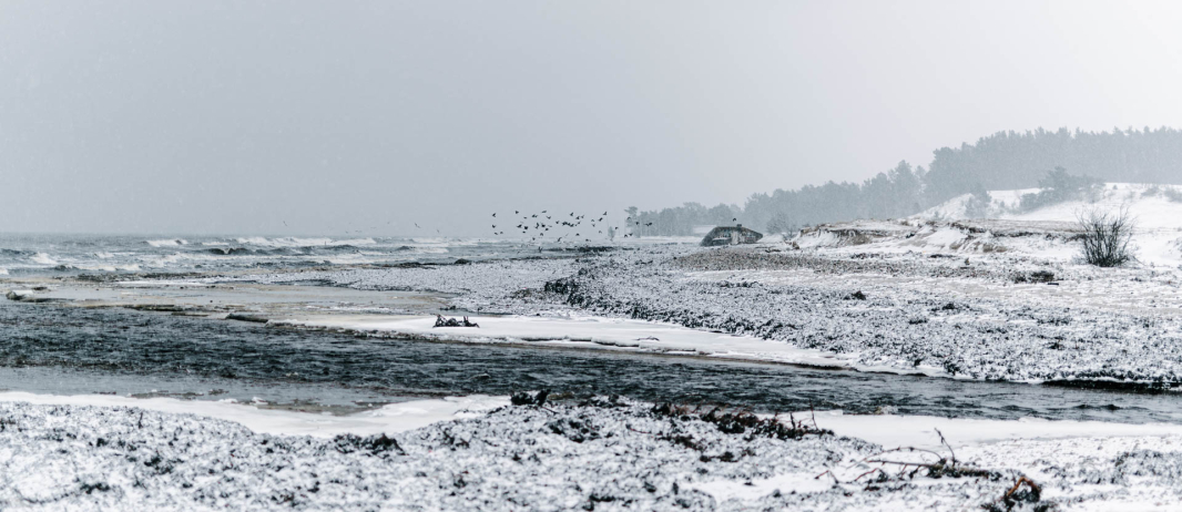 Birds in the horizon