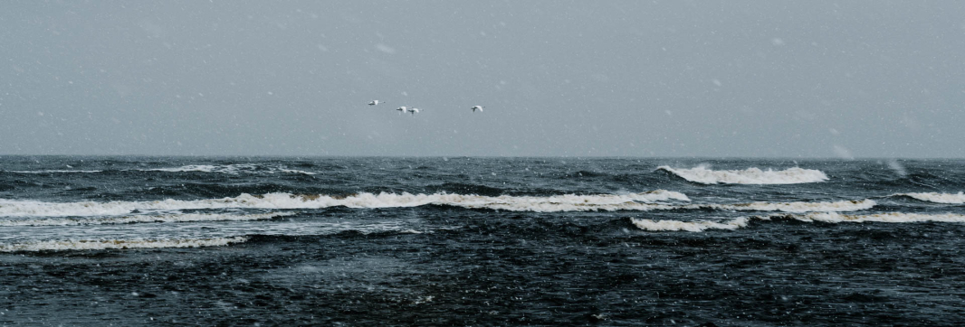 Swans Winter Flight 