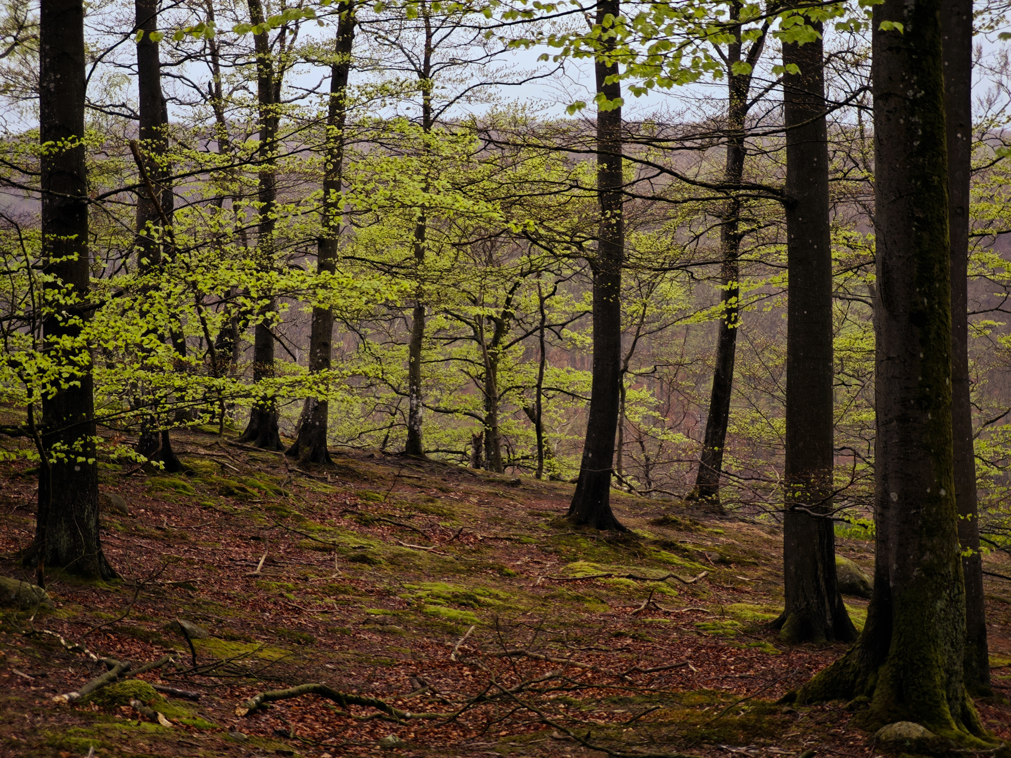 Söderåsen skog