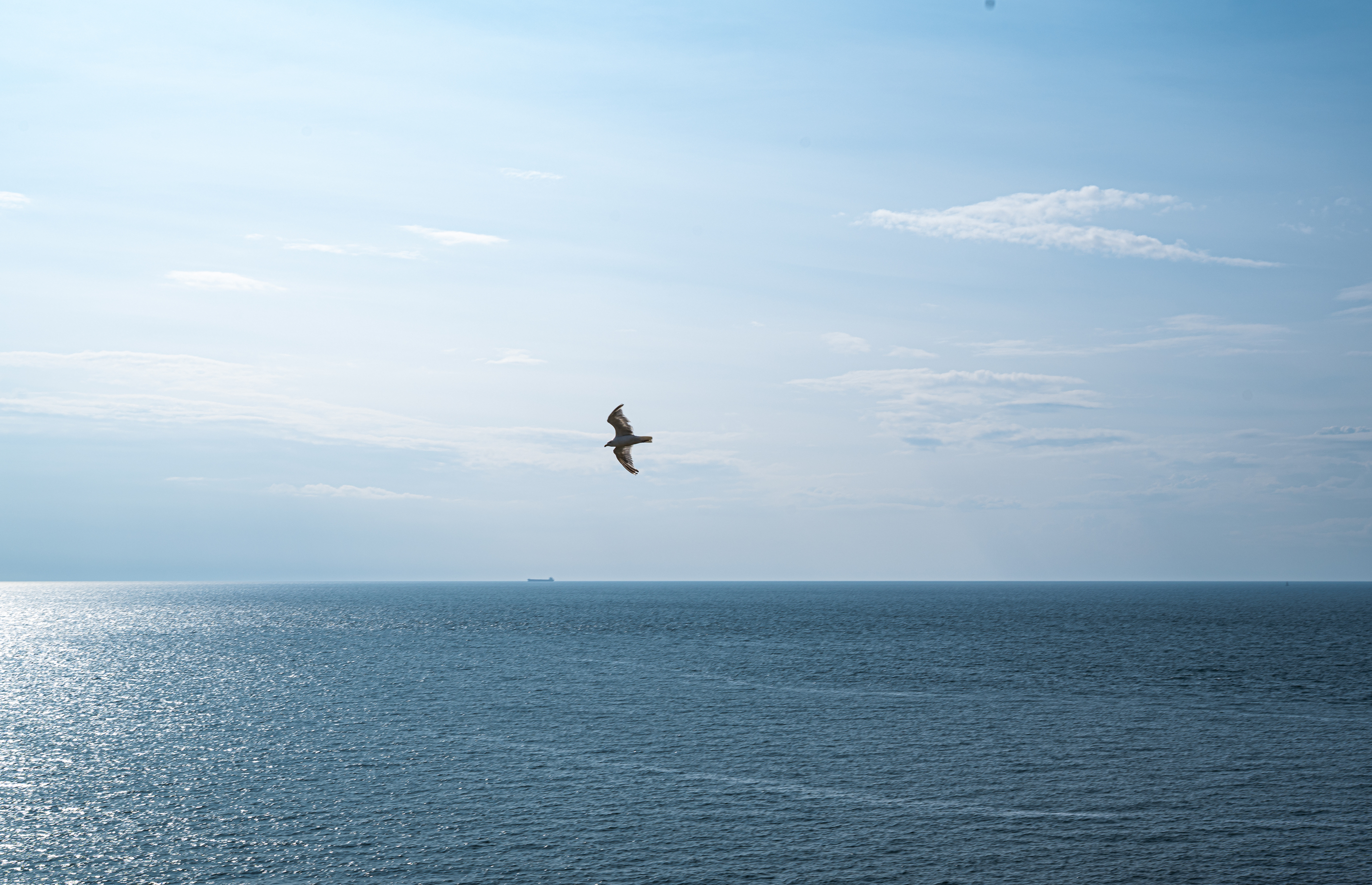 Seagull near Kullaberg